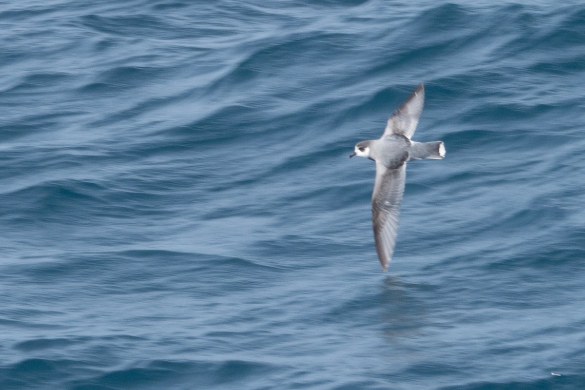 Голубой буревестник - ML645505648