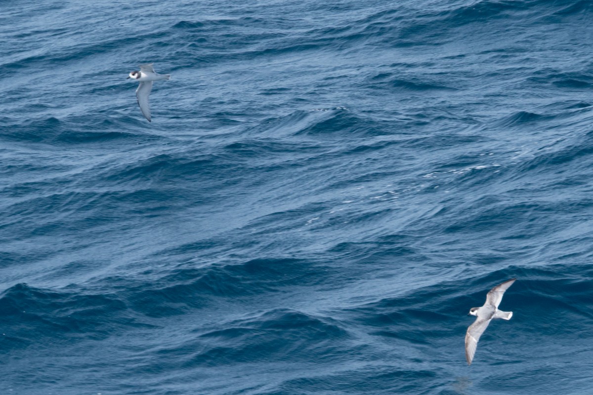 Голубой буревестник - ML645505649