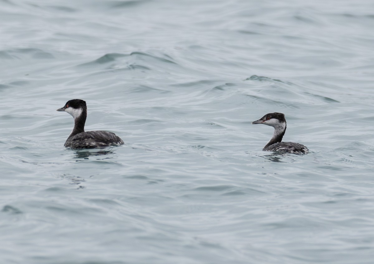 Horned Grebe - ML645505650