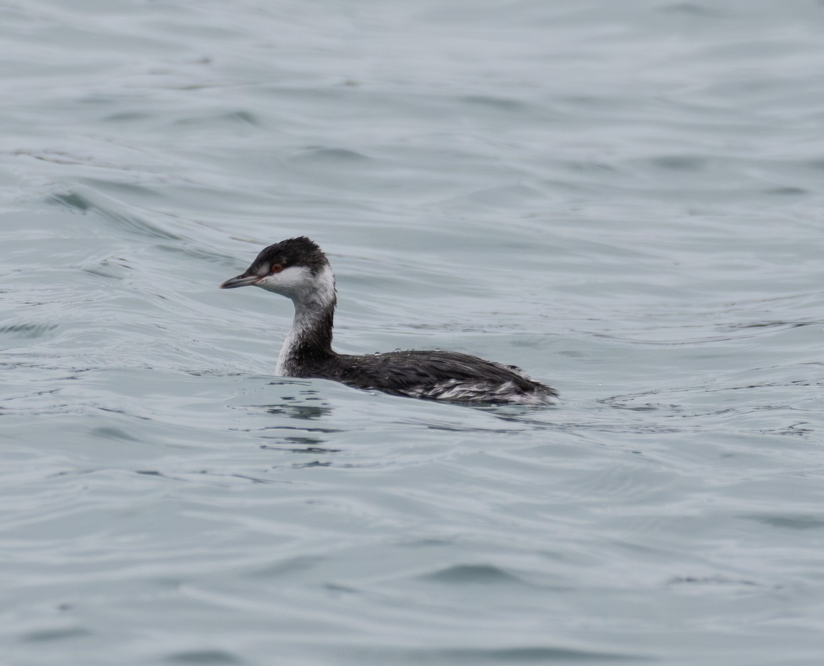 Horned Grebe - ML645505651