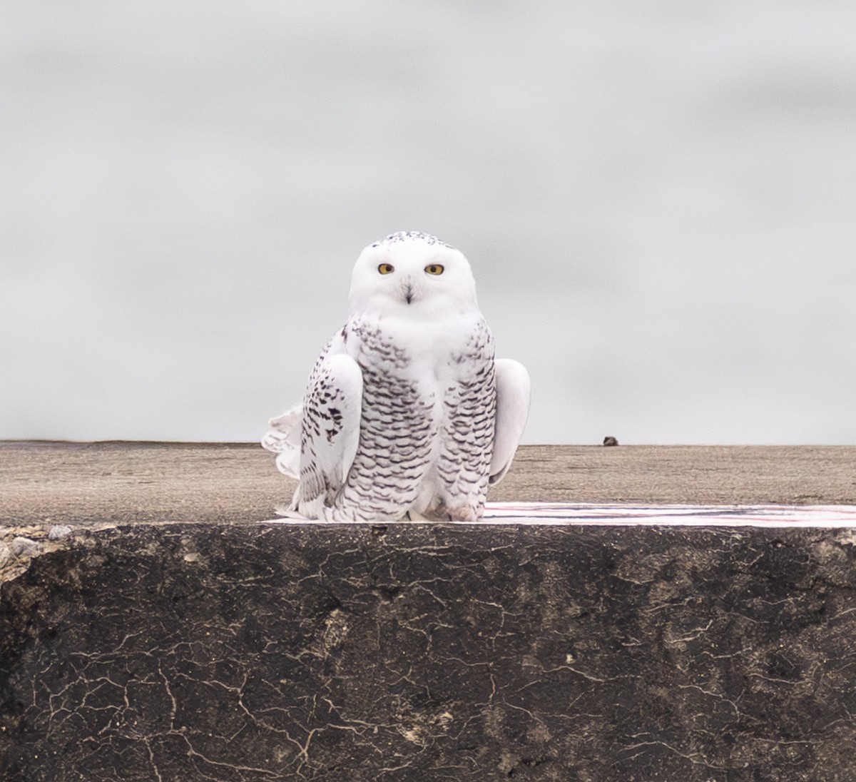Snowy Owl - ML645505669