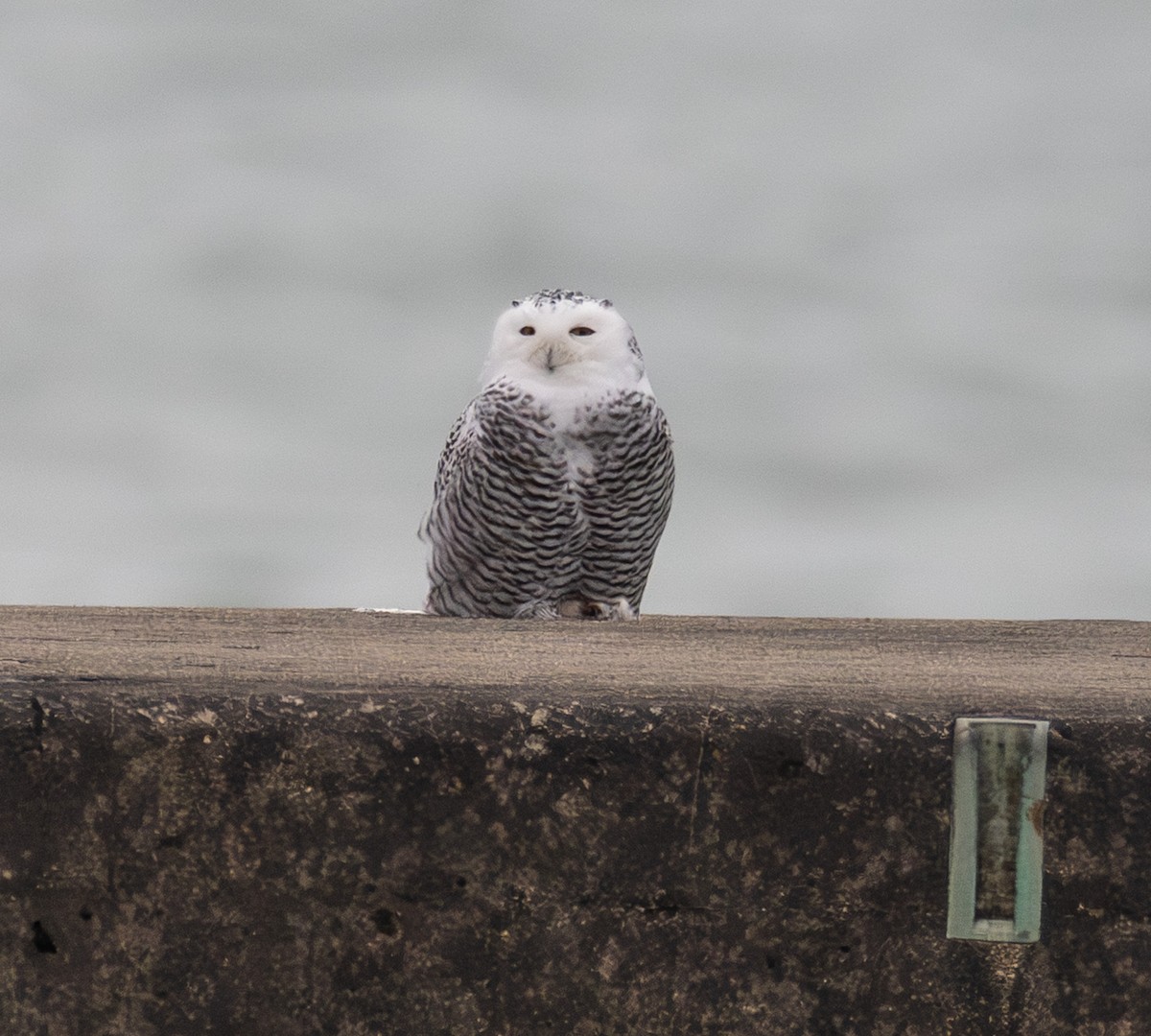 Snowy Owl - ML645505670