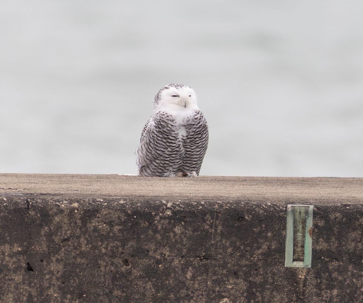 Snowy Owl - ML645505671