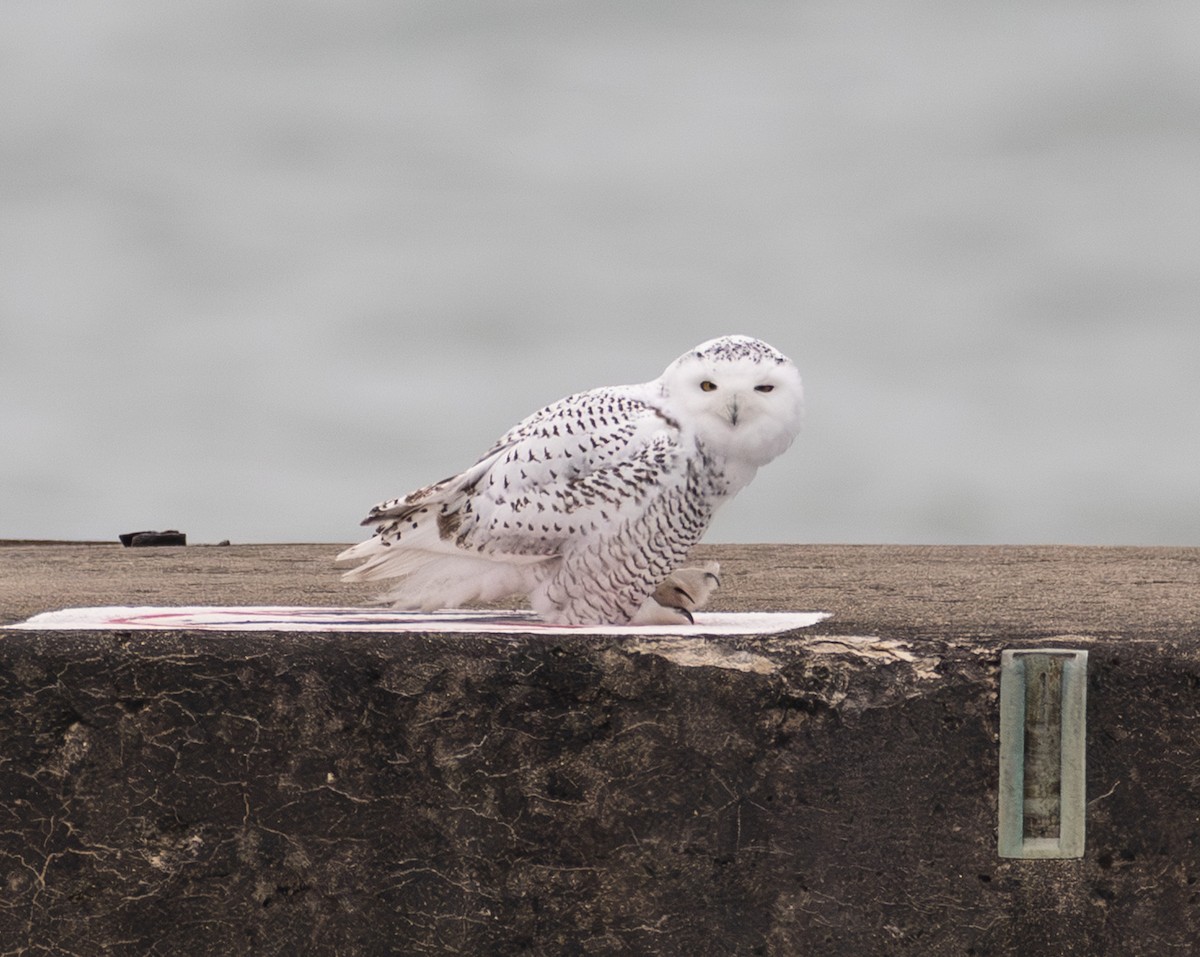 Snowy Owl - ML645505672