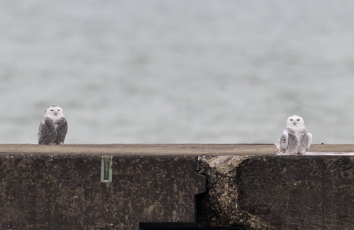 Snowy Owl - ML645505673