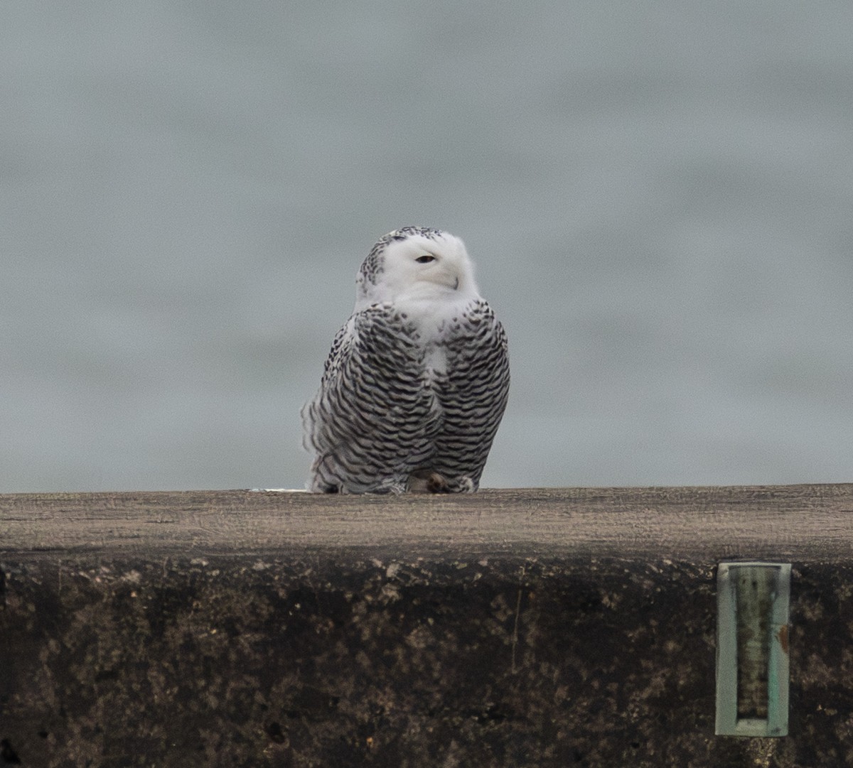 Snowy Owl - ML645505674