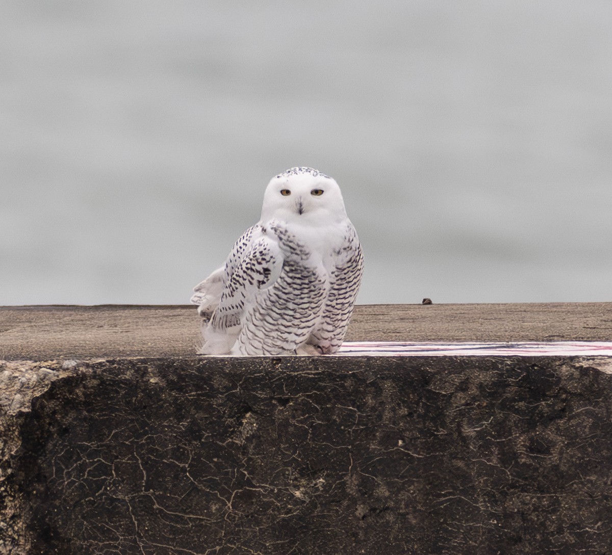 Snowy Owl - ML645505675