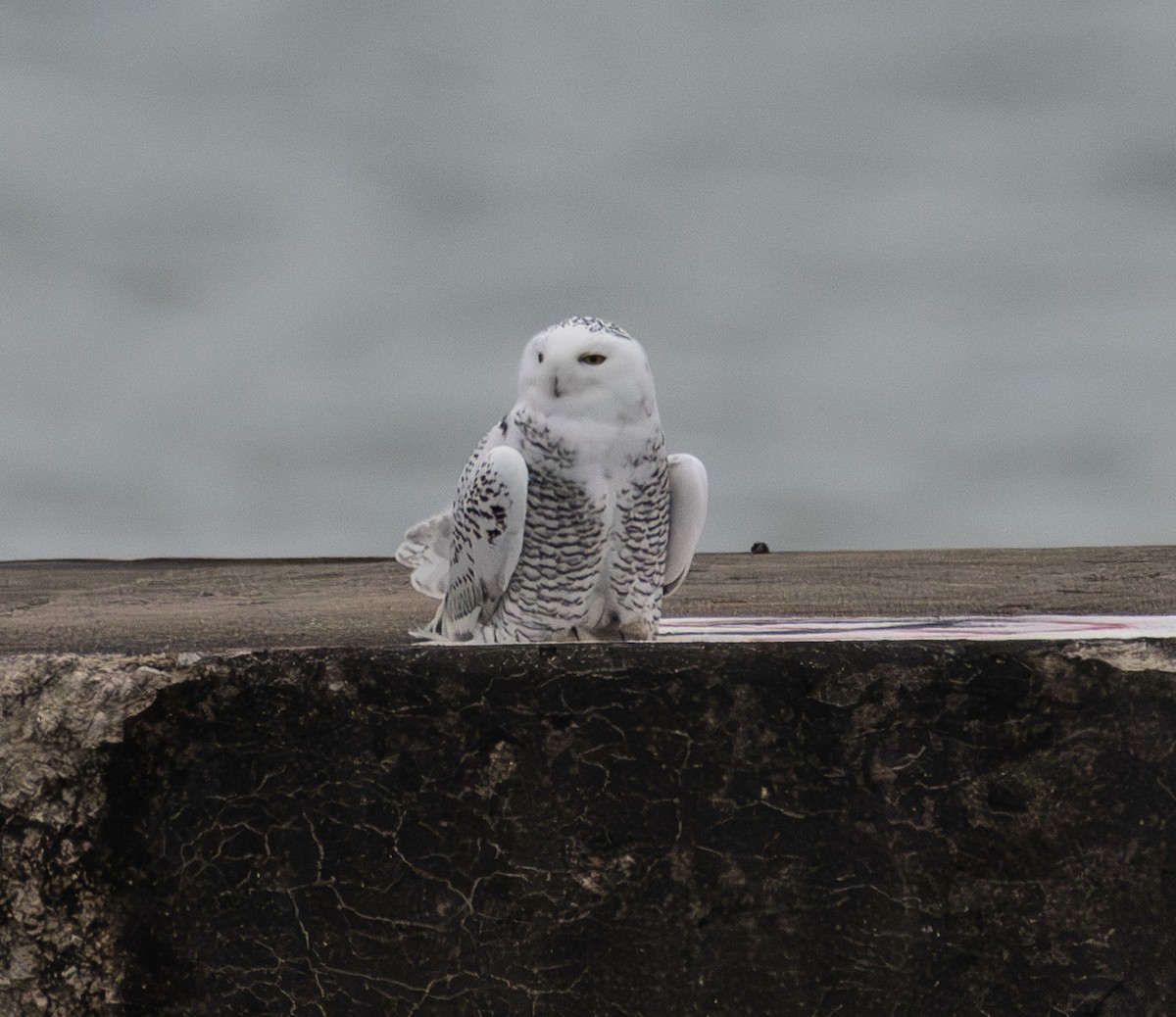 Snowy Owl - ML645505676