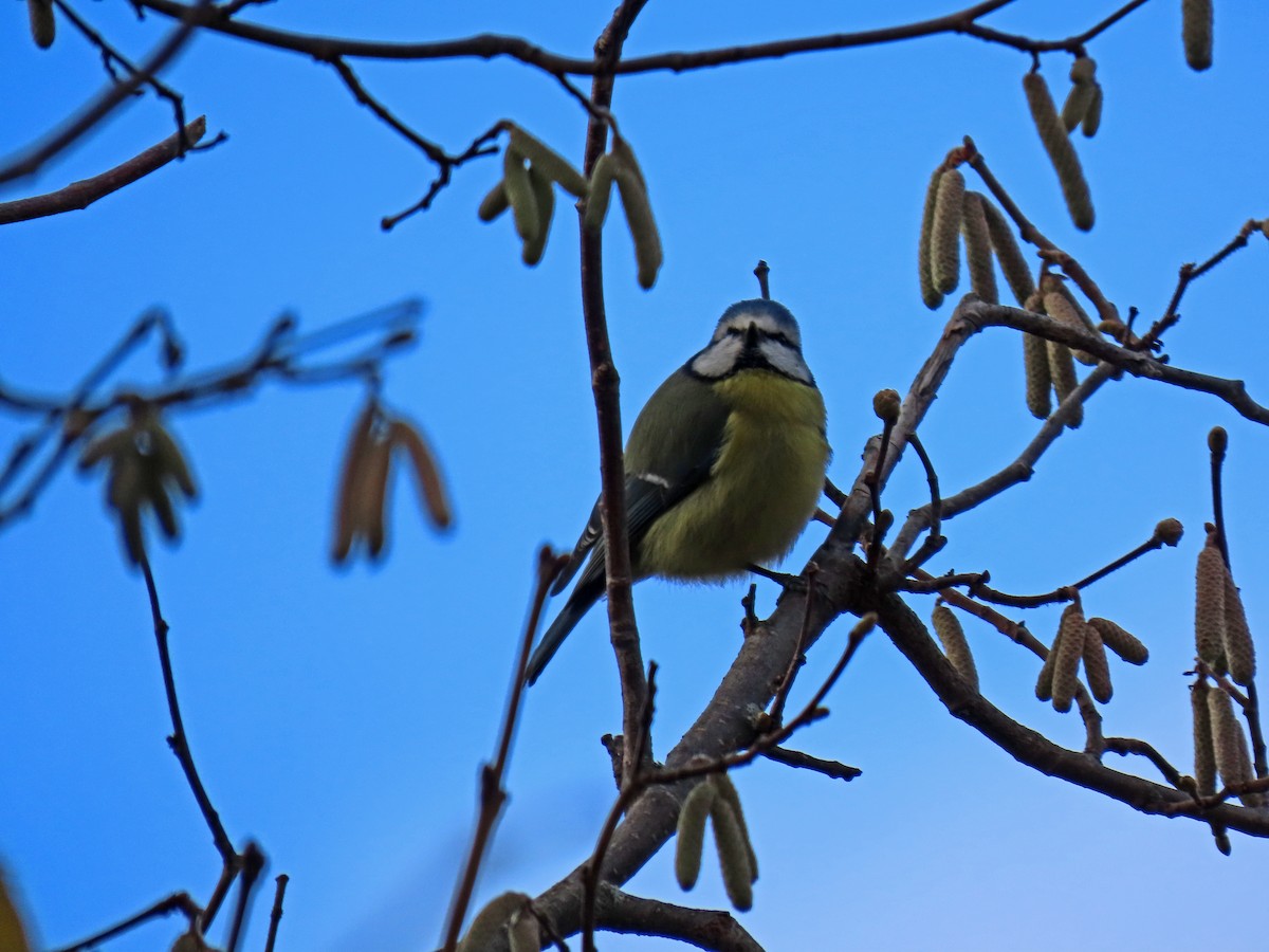 Eurasian Blue Tit - ML645505682