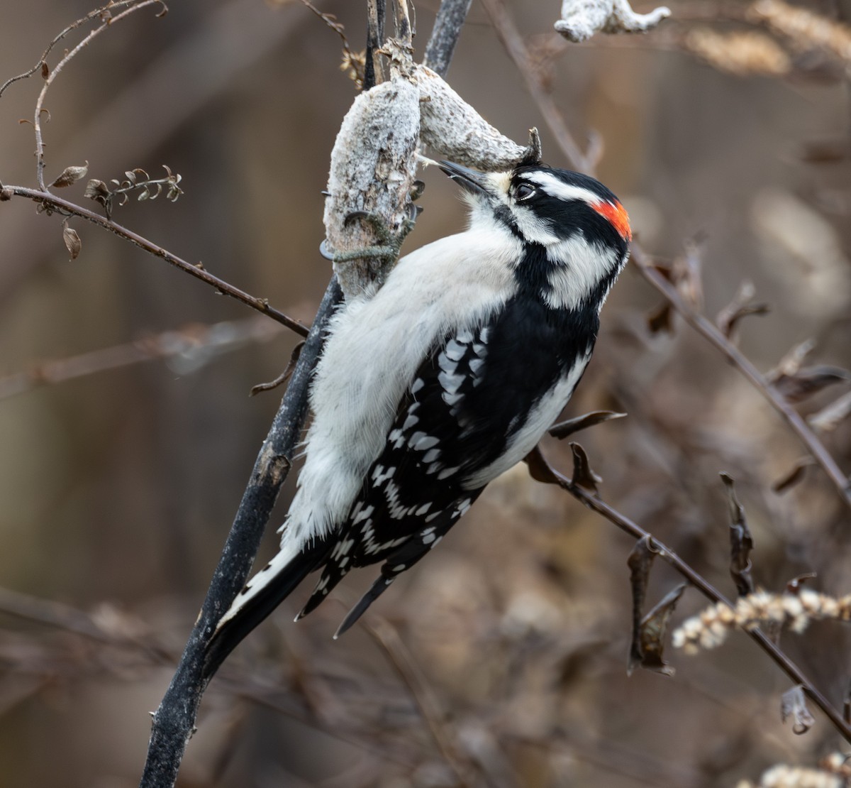 Downy Woodpecker - ML645505693
