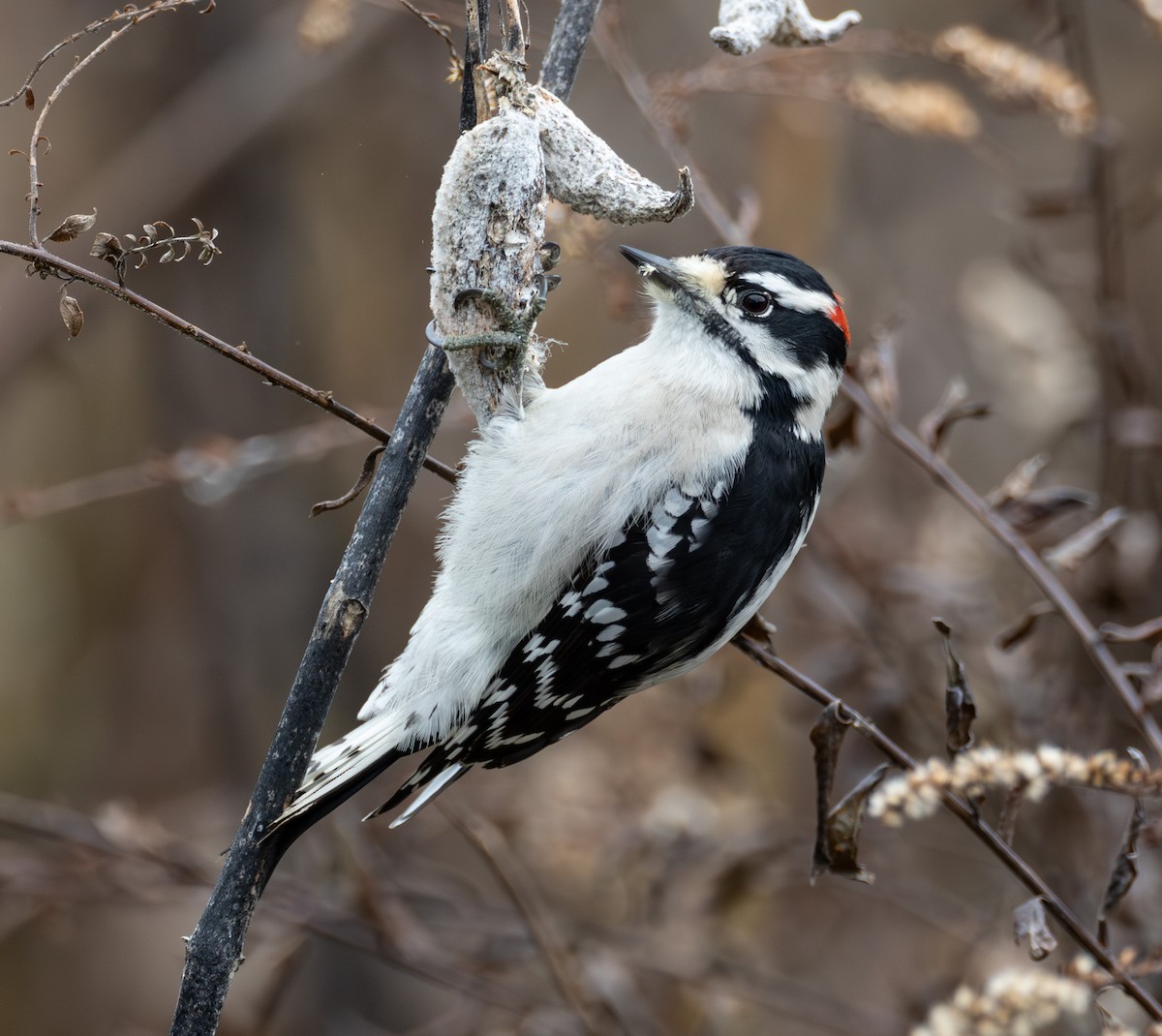 Downy Woodpecker - ML645505694