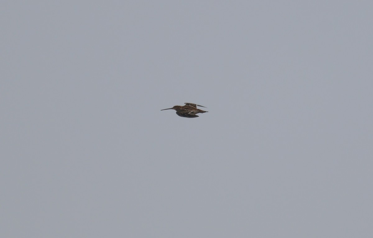 Common Snipe - ML645505695