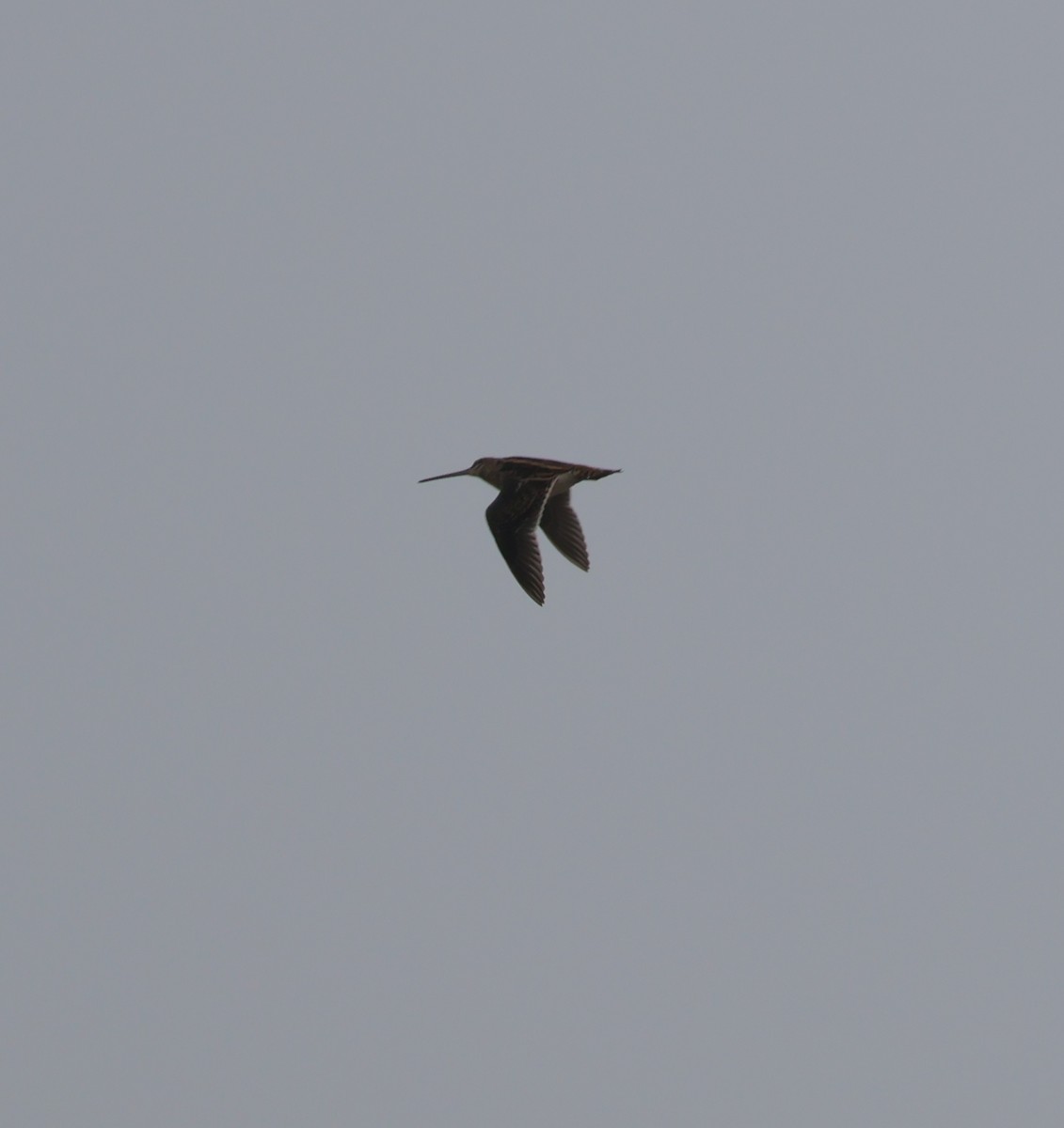 Common Snipe - ML645505696