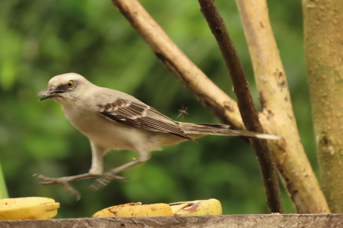 Tropikal Taklitçi - ML645505700