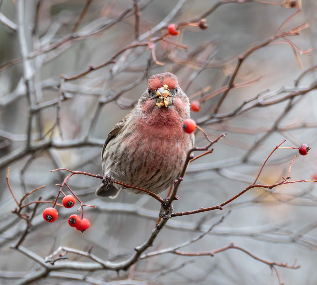 House Finch - ML645505702