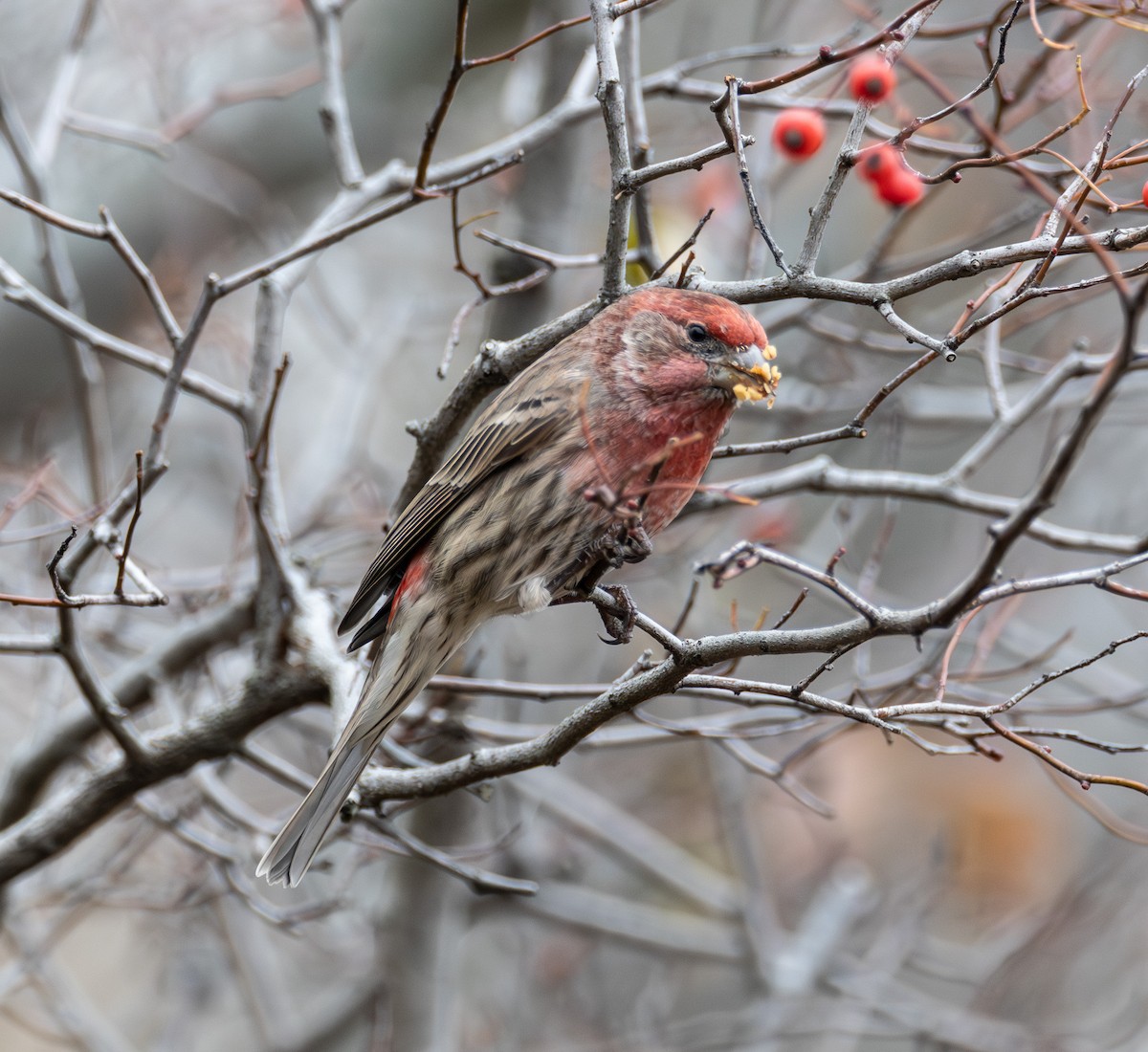 House Finch - ML645505703