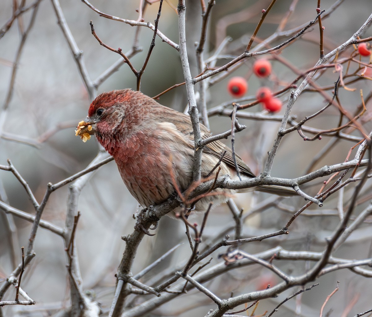 House Finch - ML645505704