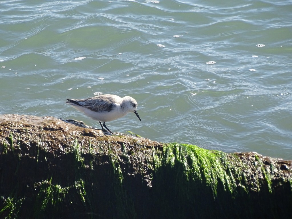 Sanderling - ML645505705