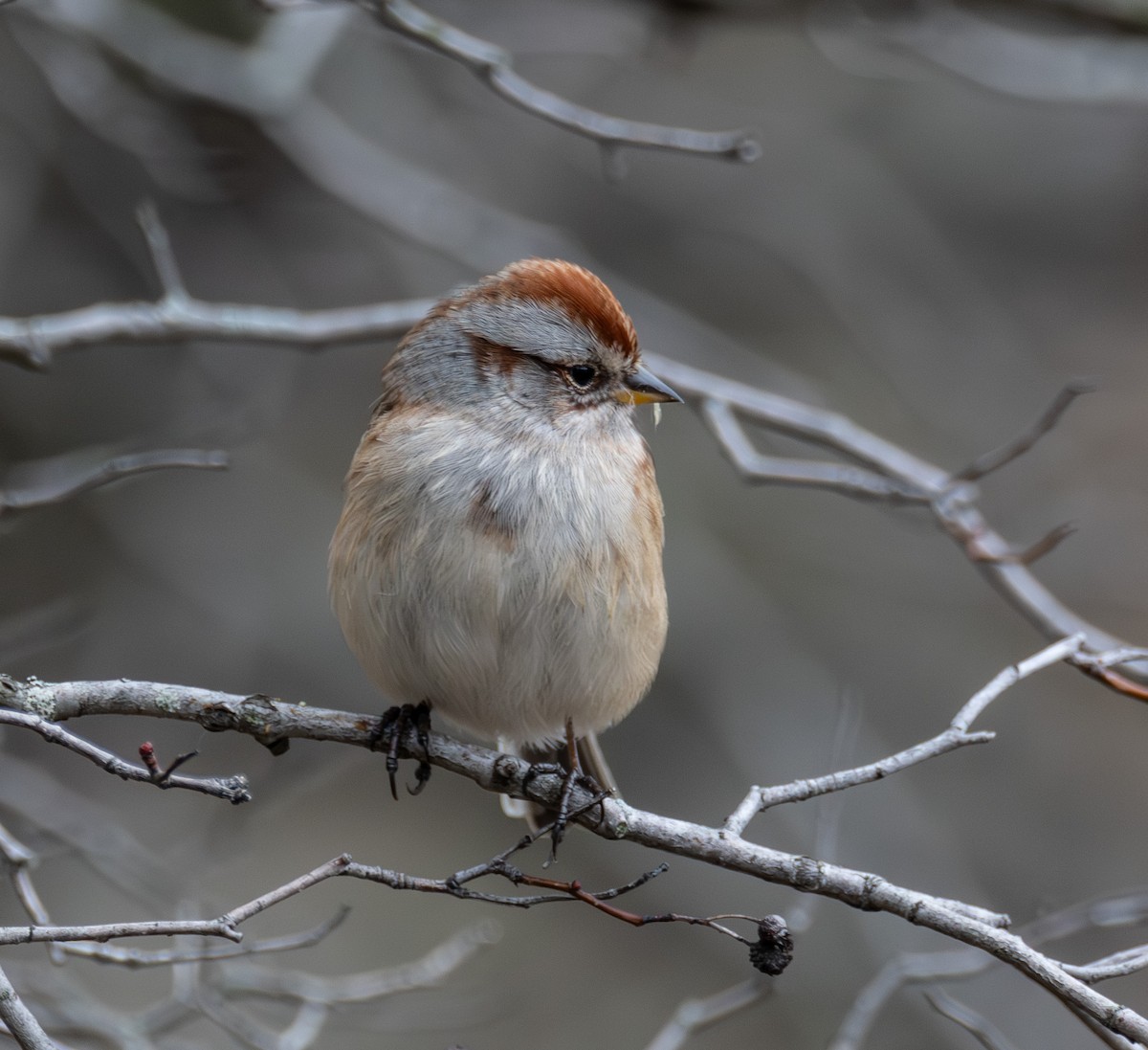 American Tree Sparrow - ML645505710