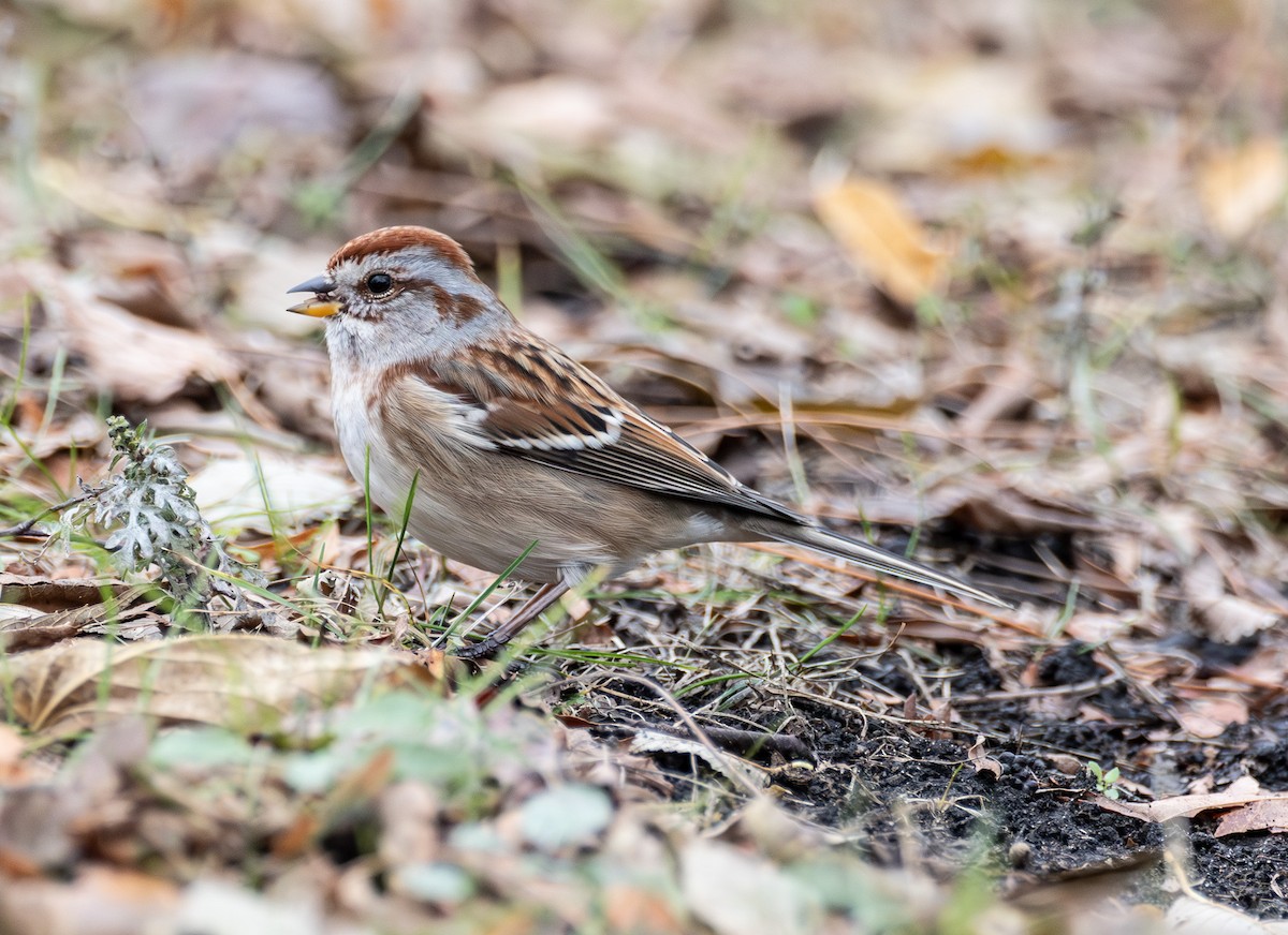American Tree Sparrow - ML645505711