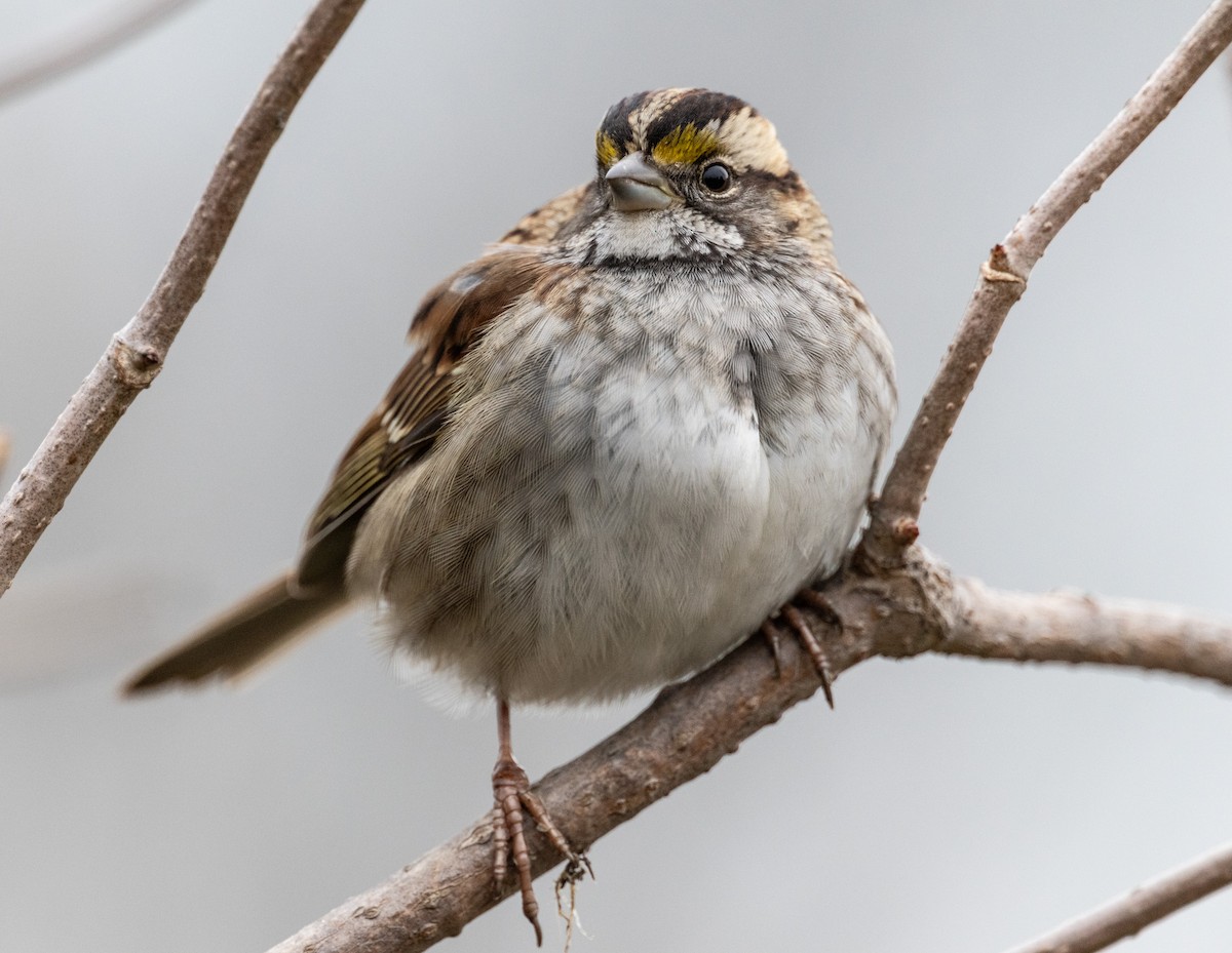 White-throated Sparrow - ML645505727