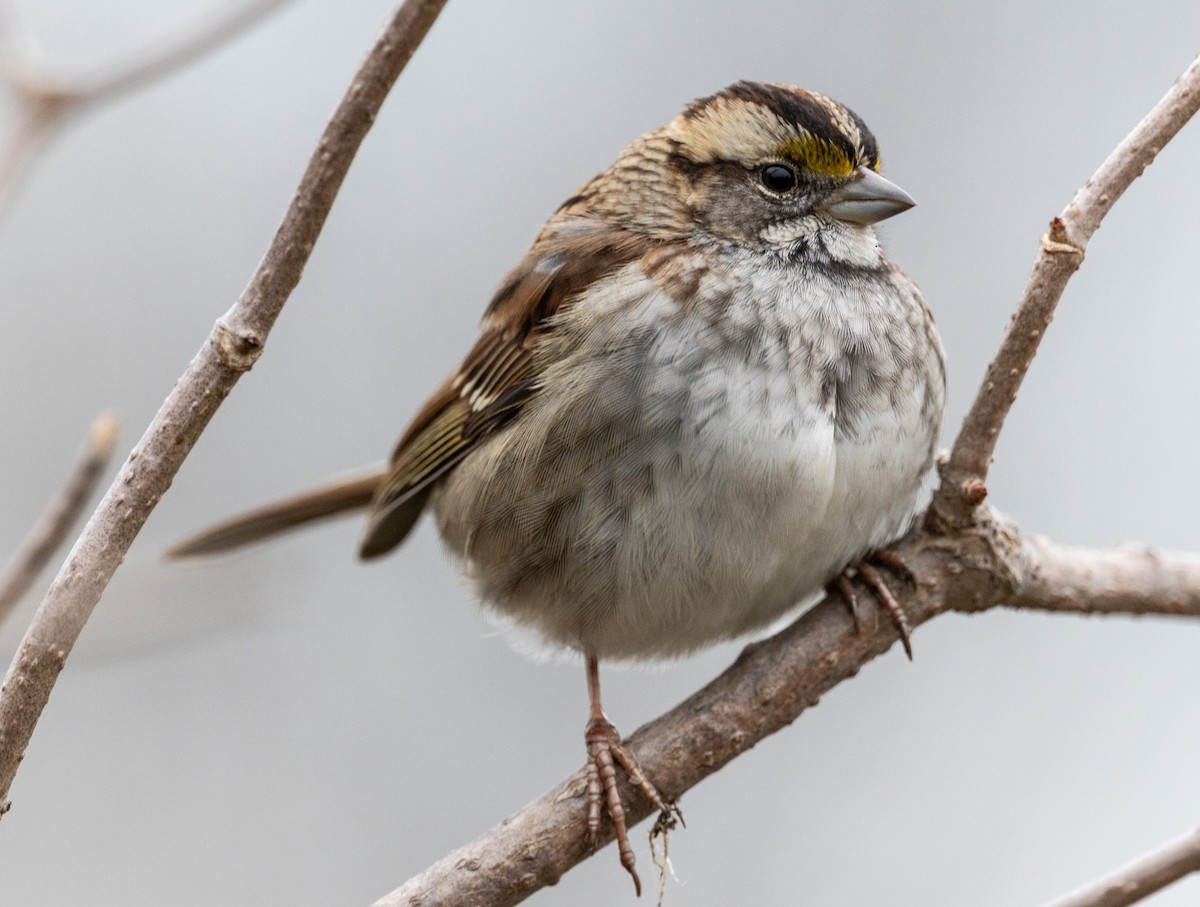 White-throated Sparrow - ML645505728