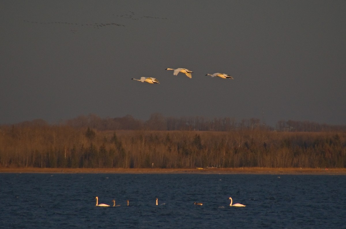 Trumpeter Swan - ML645505729