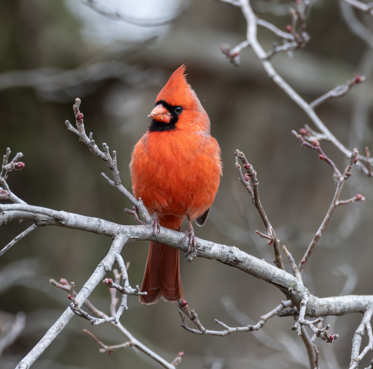 Northern Cardinal - ML645505733