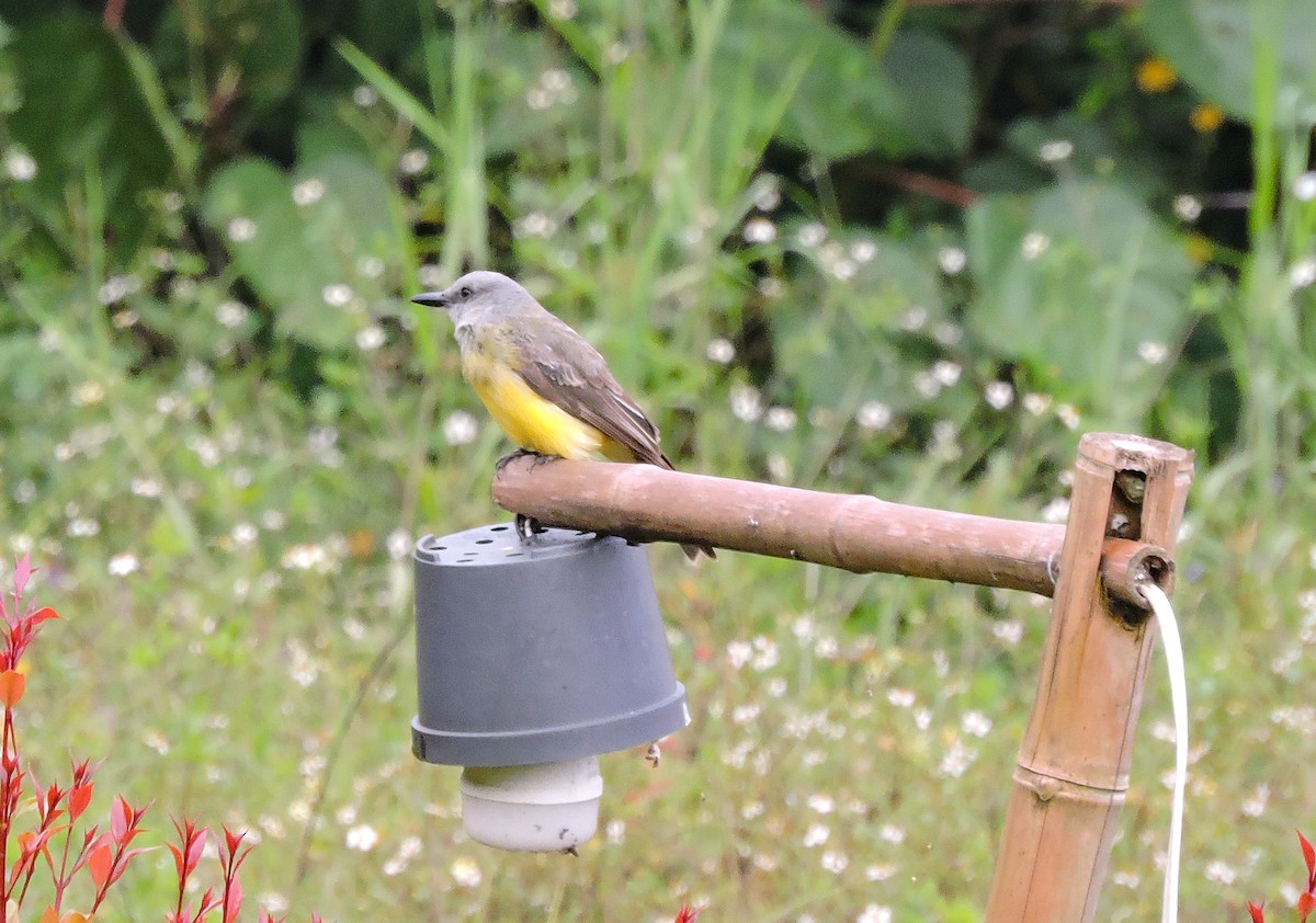 Tropical Kingbird - ML645505751