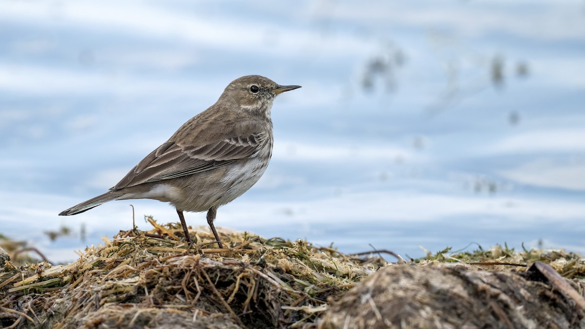 Water Pipit - ML645505761