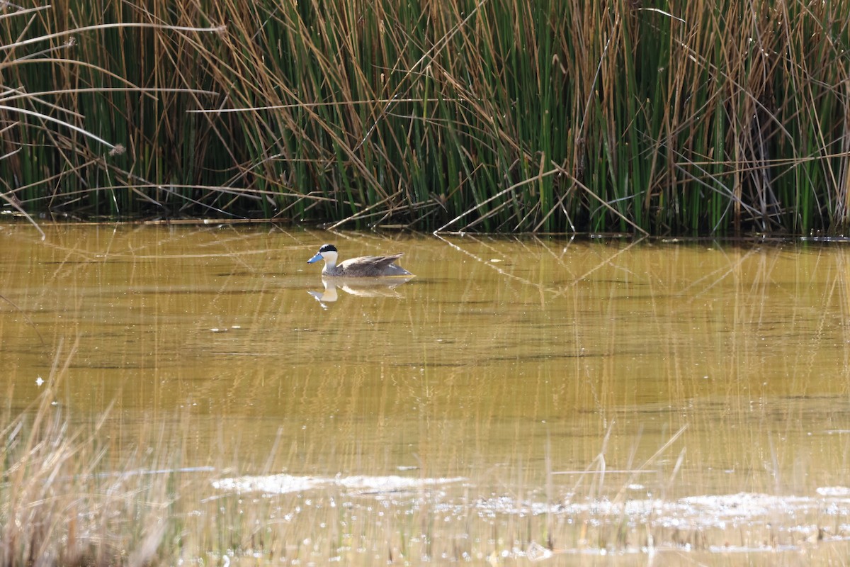 Puna Teal - ML645505762