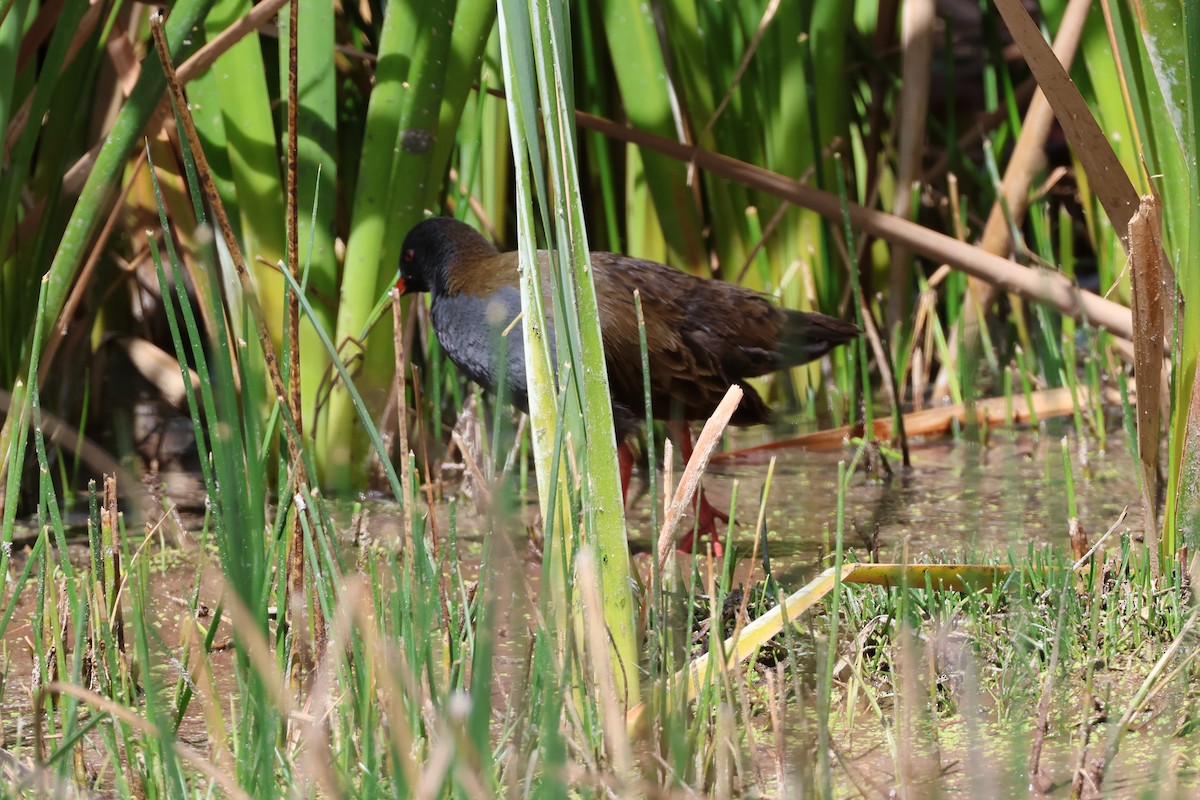 Plumbeous Rail - ML645505771