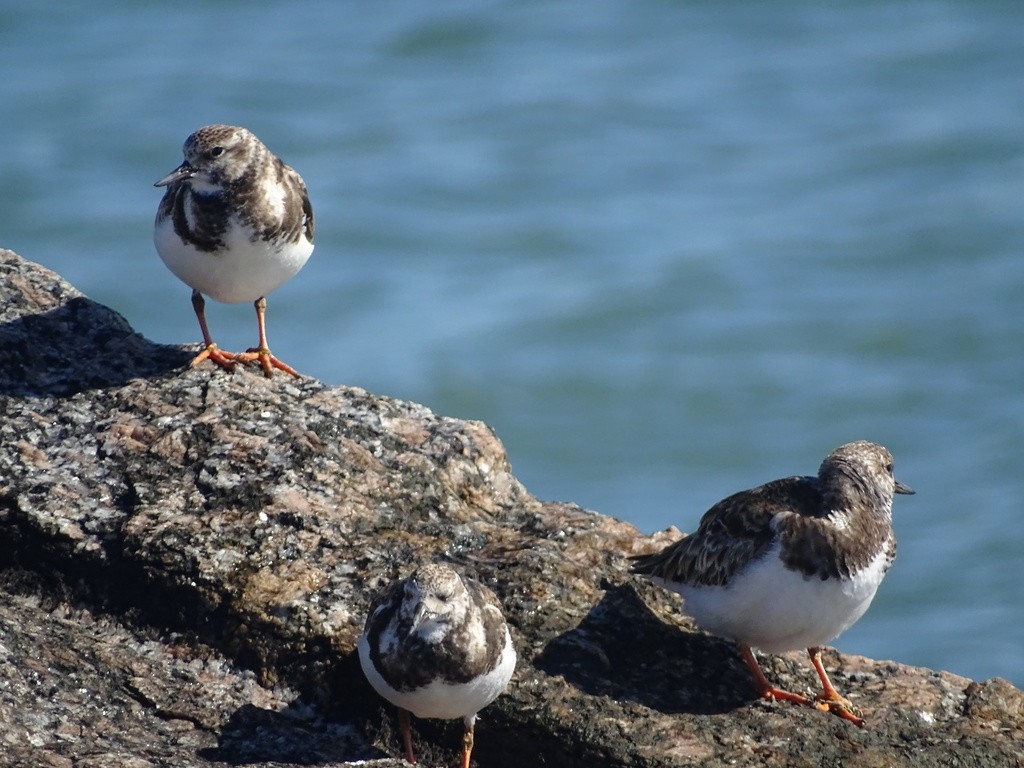 Ruddy Turnstone - ML645505772