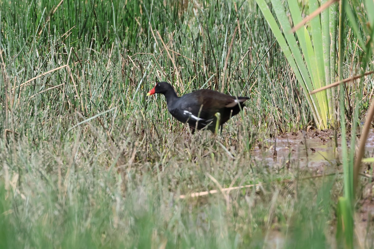 Курочка латиноамериканська - ML645505773