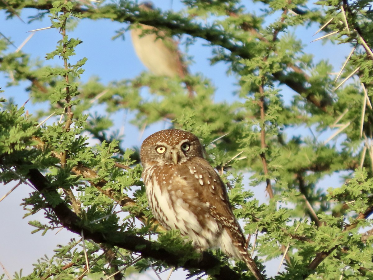 Pearl-spotted Owlet - ML645505776