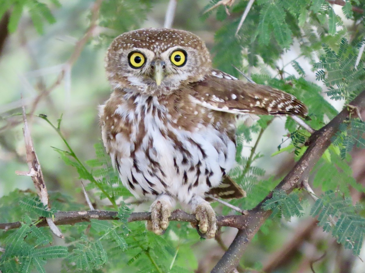 Pearl-spotted Owlet - ML645505777