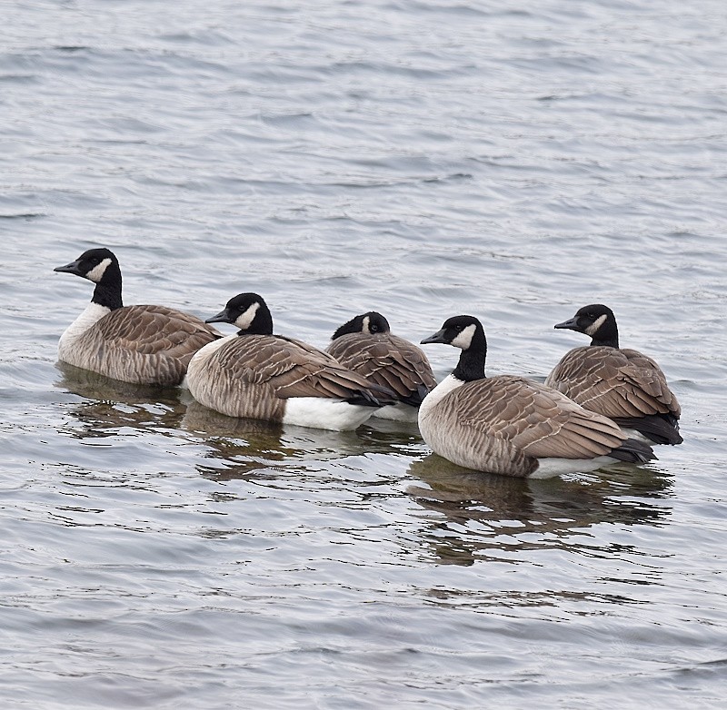 ברנטה קנדית - ML645505784