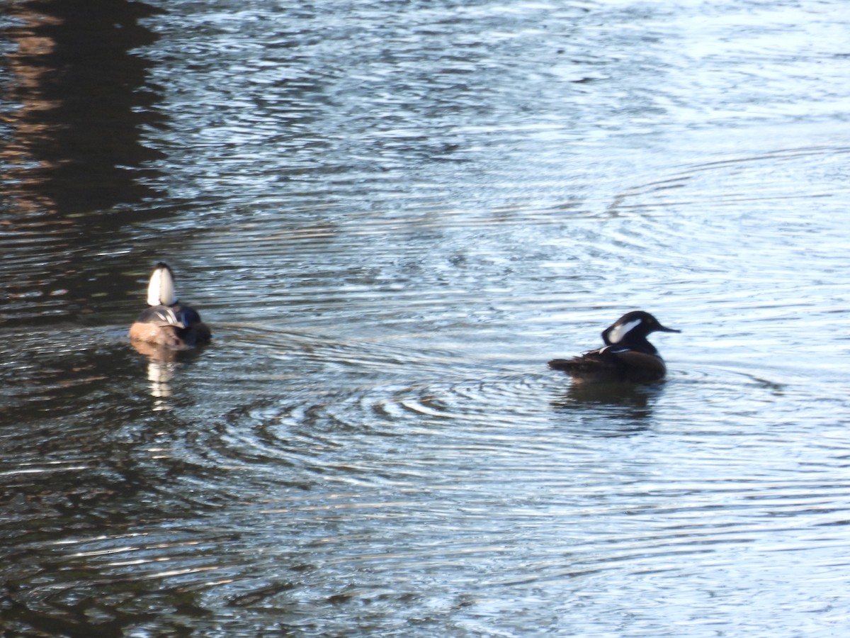 Hooded Merganser - ML645505793