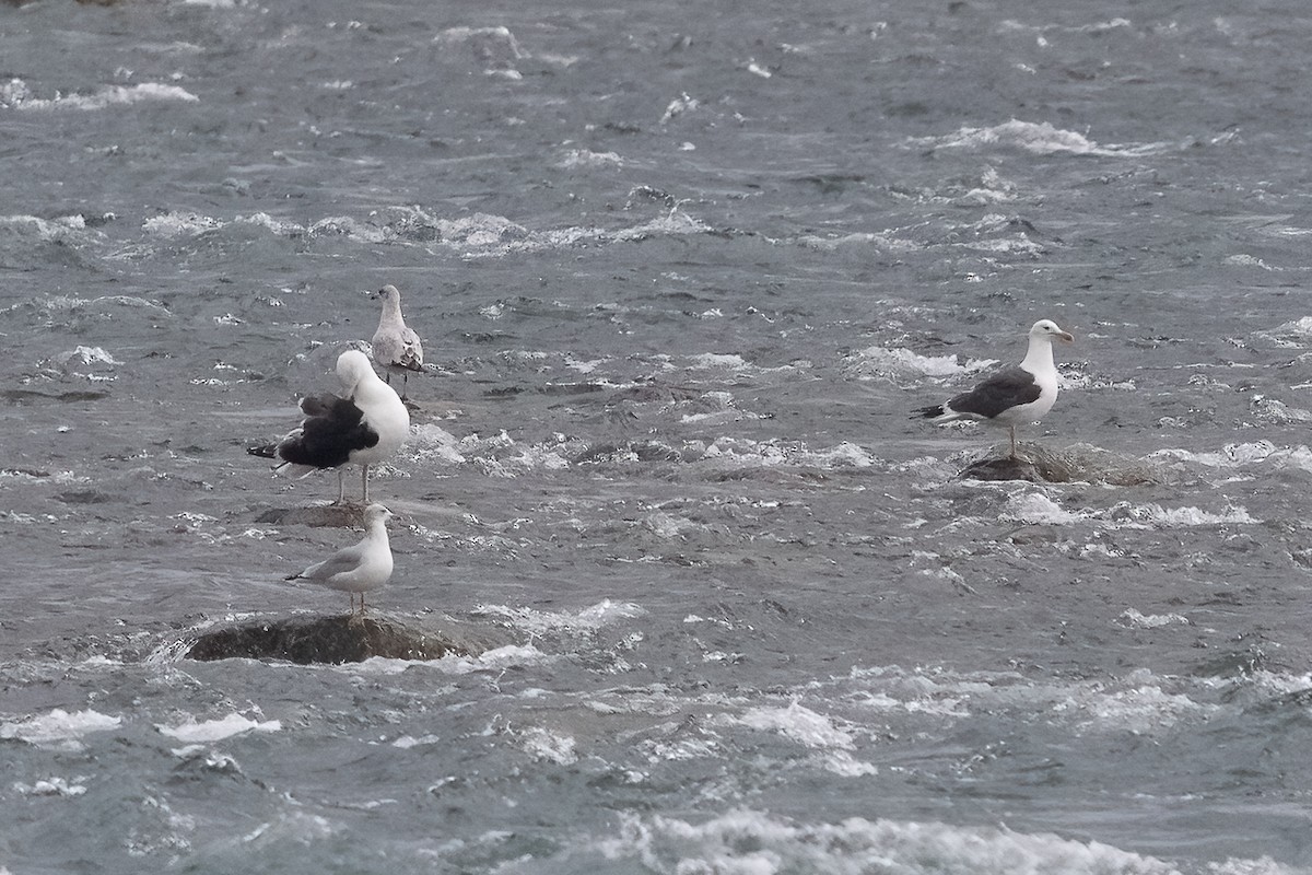 Büyük Kara Sırtlı Martı - ML645505805