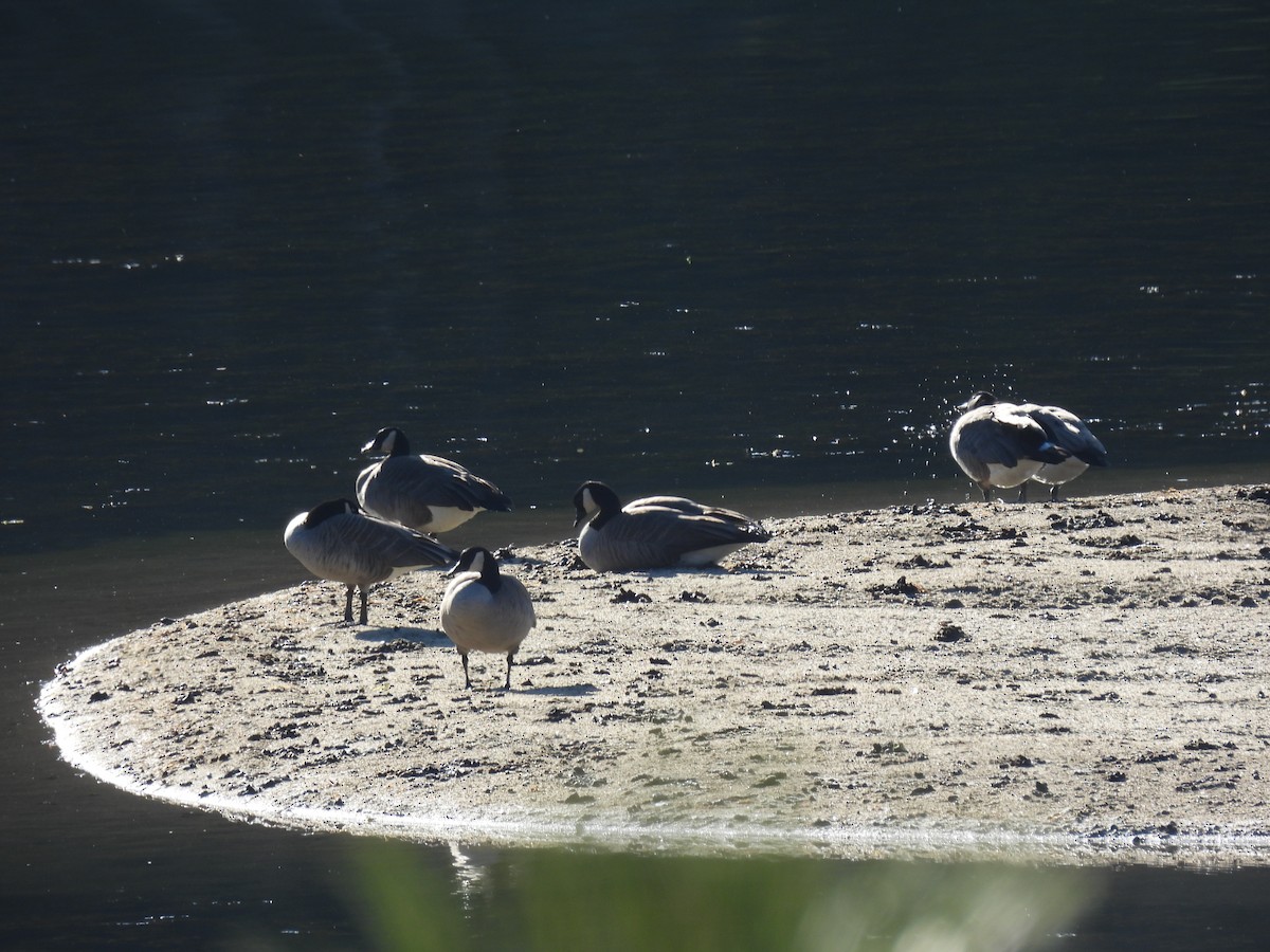 ברנטה קנדית - ML645505814