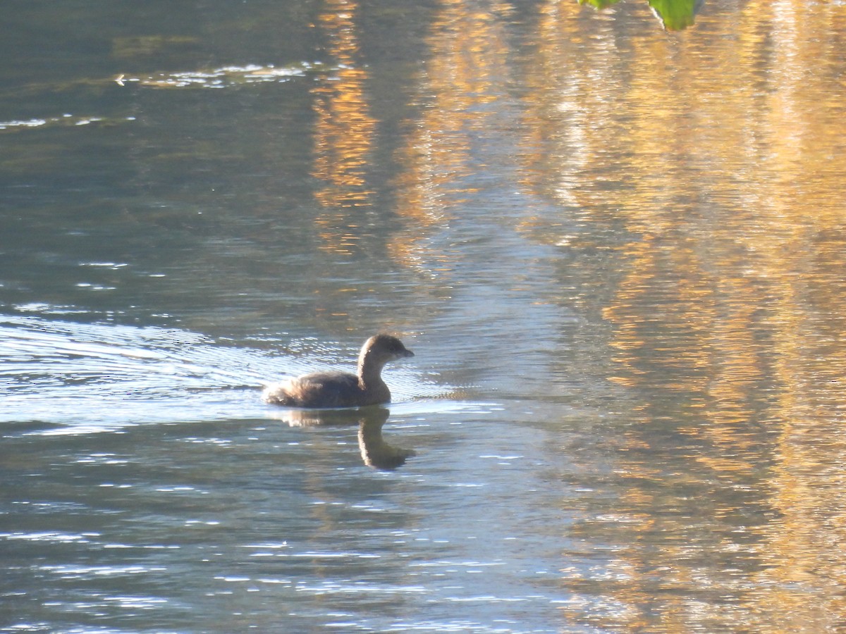 Pied-billed Grebe - ML645505825