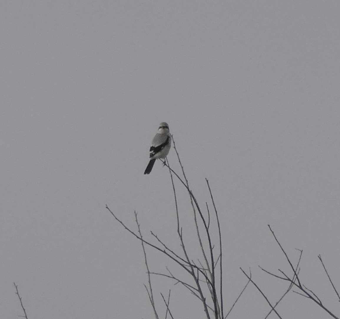 オオモズ - ML645505833