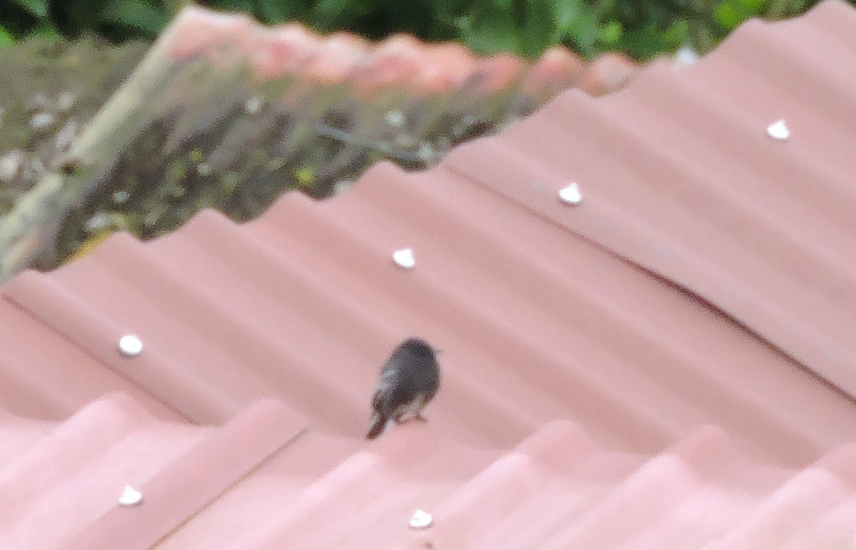 Black Phoebe - ML645505836