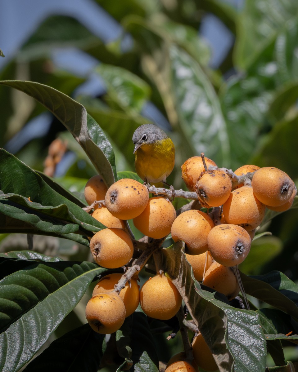 Nashville Warbler - ML645505841