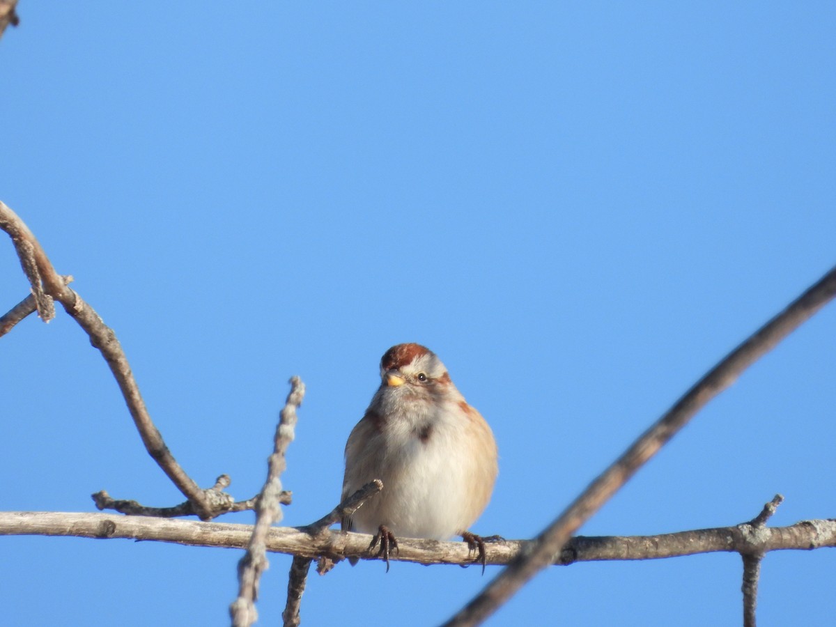 American Tree Sparrow - ML645505855