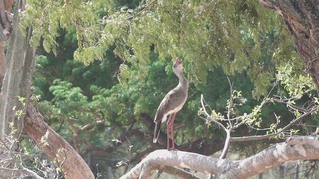Каріама червононога - ML645505859