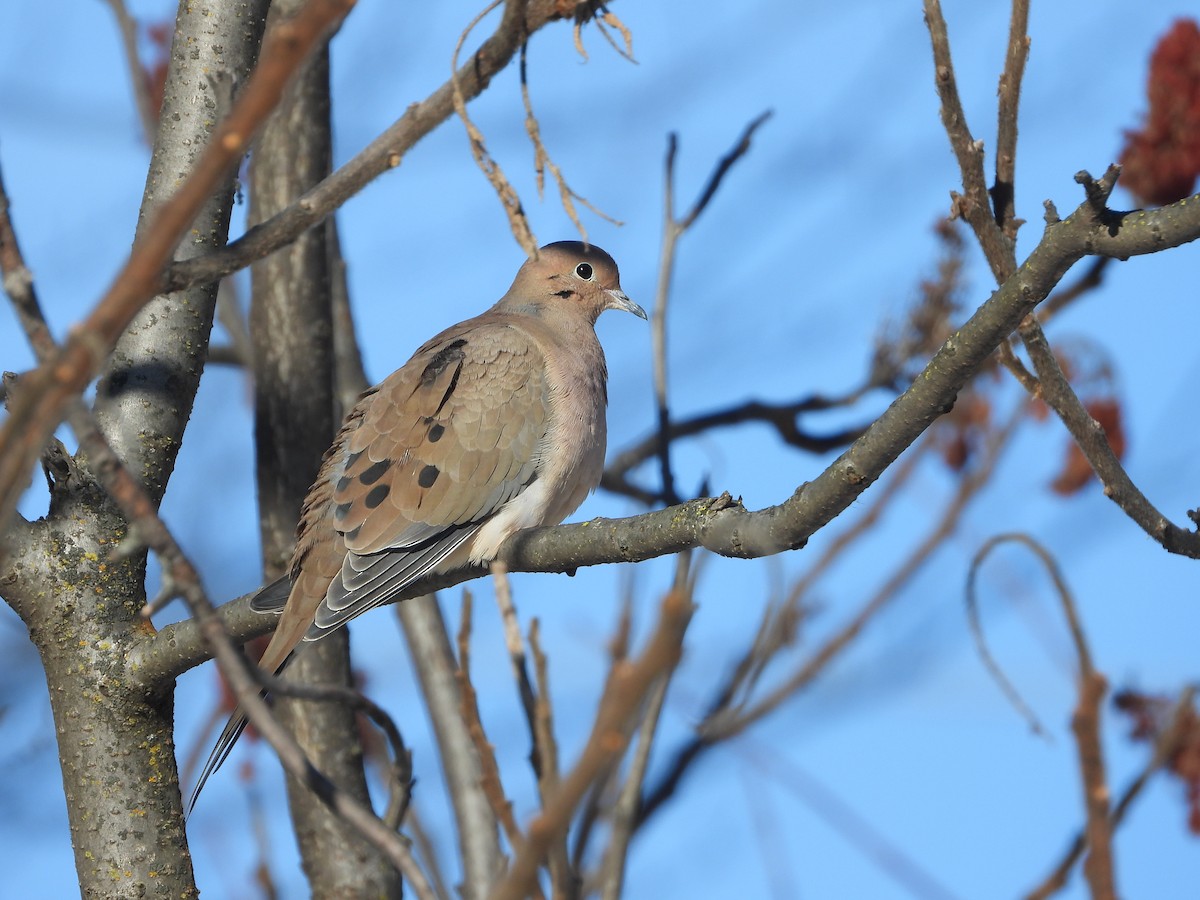 Mourning Dove - ML645505870