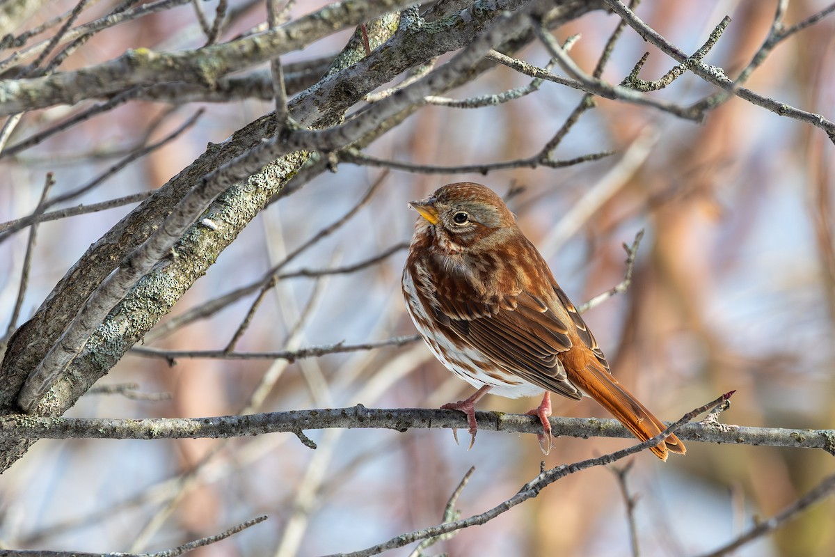 Fox Sparrow - ML645505878