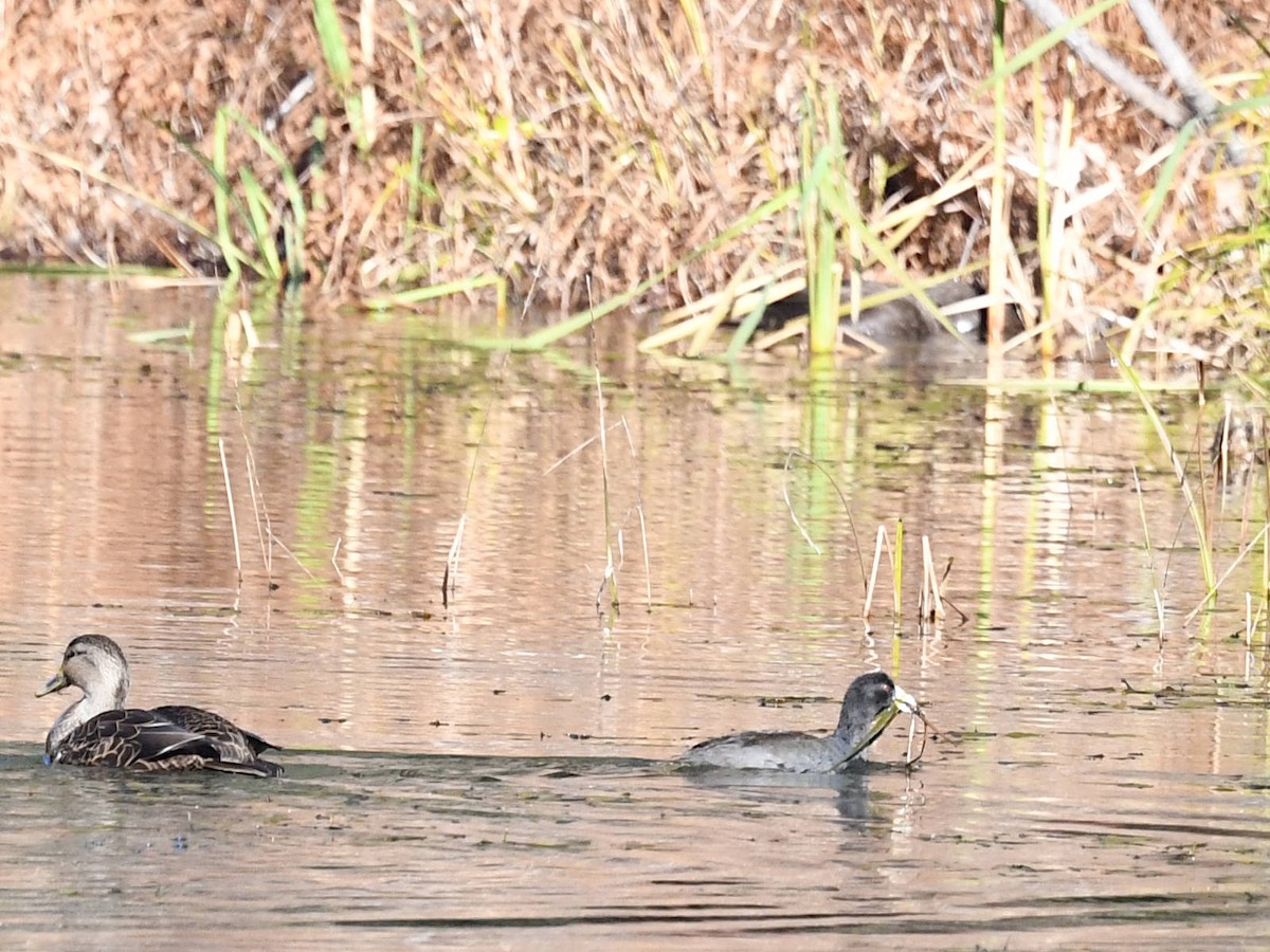 Лиска американська - ML645505879