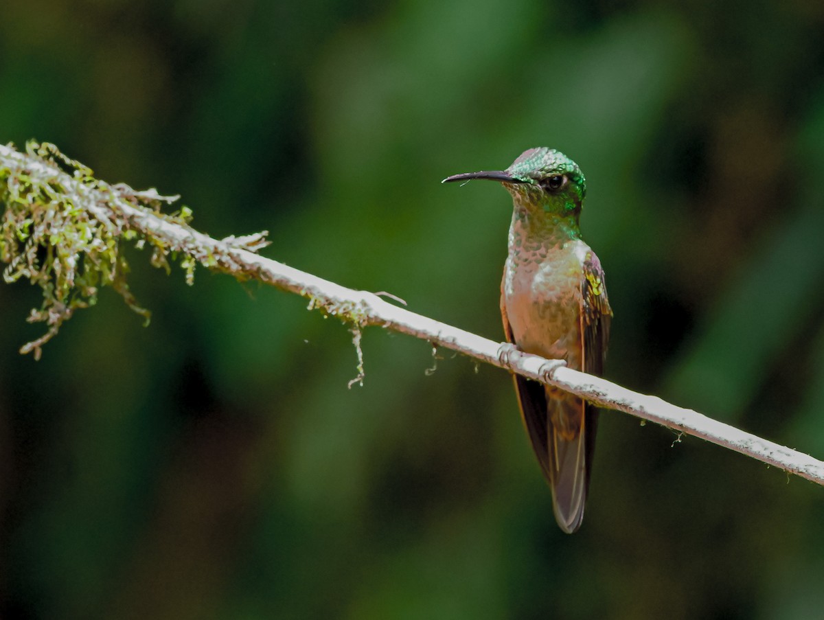 Fawn-breasted Brilliant - ML645505880
